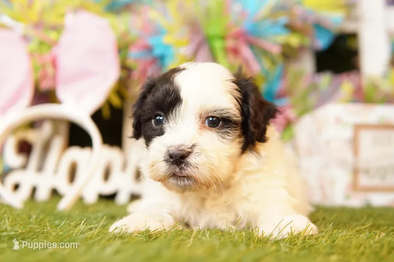 RICOTTA – Cavalier King Charles Spaniel, Shichon puppy for sale in Lake Mills, IA