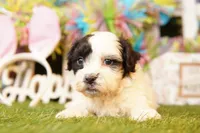RICOTTA, a male Cavalier King Charles Spaniel and Shichon for sale in Lake Mills, IA – Photo 1 of 3