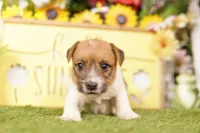 HURON, a male Jack Russell Terrier for sale in Lake Mills, IA – 4 of 5