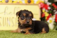 PROTON, a female Yorkshire Terrier for sale in Lake Mills, IA – 1 of 3