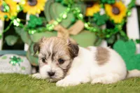 COBBLESTONE, a female Shichon for sale in Lake Mills, IA – Photo 2 of 3