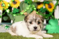 COBBLESTONE, a female Shichon for sale in Lake Mills, IA – Photo 3 of 3