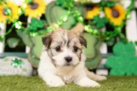 COBBLESTONE, a female Shichon for sale in Lake Mills, IA – Photo 1 of 3