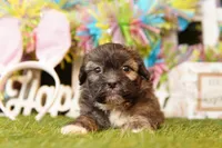 MOZZERELLA, a female Cavalier King Charles Spaniel and Shichon for sale in Lake Mills, IA – Photo 1 of 3