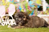MOZZERELLA, a female Cavalier King Charles Spaniel and Shichon for sale in Lake Mills, IA – Photo 3 of 3