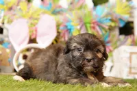 MOZZERELLA, a female Cavalier King Charles Spaniel and Shichon for sale in Lake Mills, IA – Photo 2 of 3