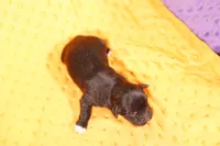 processed/2591c545-fb02-4cb5-b864-def449bf5d1b/listing/ff8e476f-db74-475c-8481-ccc3bfa8ed68/dc32b651-faa6-4ce4-8f6f-03698cd22990