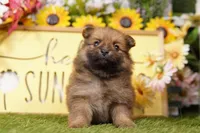 PAVAROTTI, a male Pomeranian for sale in Lake Mills, IA – Photo 2 of 3