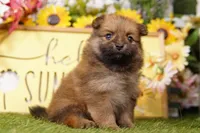 PAVAROTTI, a male Pomeranian for sale in Lake Mills, IA – Photo 1 of 3