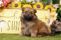 PAVAROTTI, a male Pomeranian for sale in Lake Mills, IA – Photo 3 of 3