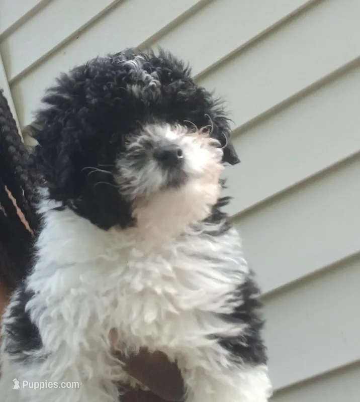 Ace – Poodle - Toy  puppy for sale in Rockmart, GA