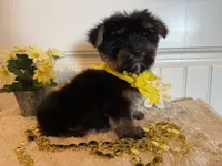 Markie, a male Morkie for sale in Lawton, OK – 8 of 9