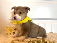 Sam, a male Pembroke Welsh Corgi for sale in Lawton, OK – 6 of 8