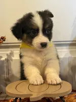 Jayla, a female Pembroke Welsh Corgi and Miniature Australian Shepherd for sale in Lawton, OK – 3 of 8