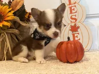 GiGI, a female Pembroke Welsh Corgi and Miniature Australian Shepherd for sale in Lawton, OK – 6 of 7