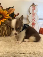 GiGI, a female Pembroke Welsh Corgi and Miniature Australian Shepherd for sale in Lawton, OK – 2 of 7