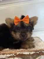 Jaxon, a male Morkie for sale in Lawton, OK – 2 of 7