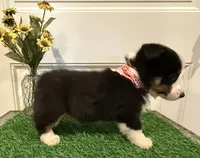 Rocker, a male Pembroke Welsh Corgi and Miniature Australian Shepherd for sale in Lawton, OK – 2 of 6