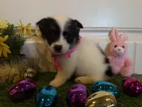 Sadie, a female Pembroke Welsh Corgi and Miniature Australian Shepherd for sale in Lawton, OK – Photo 4 of 7