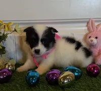 Sadie, a female Pembroke Welsh Corgi and Miniature Australian Shepherd for sale in Lawton, OK – Photo 2 of 7