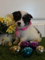 Sadie, a female Pembroke Welsh Corgi and Miniature Australian Shepherd for sale in Lawton, OK – Photo 5 of 7