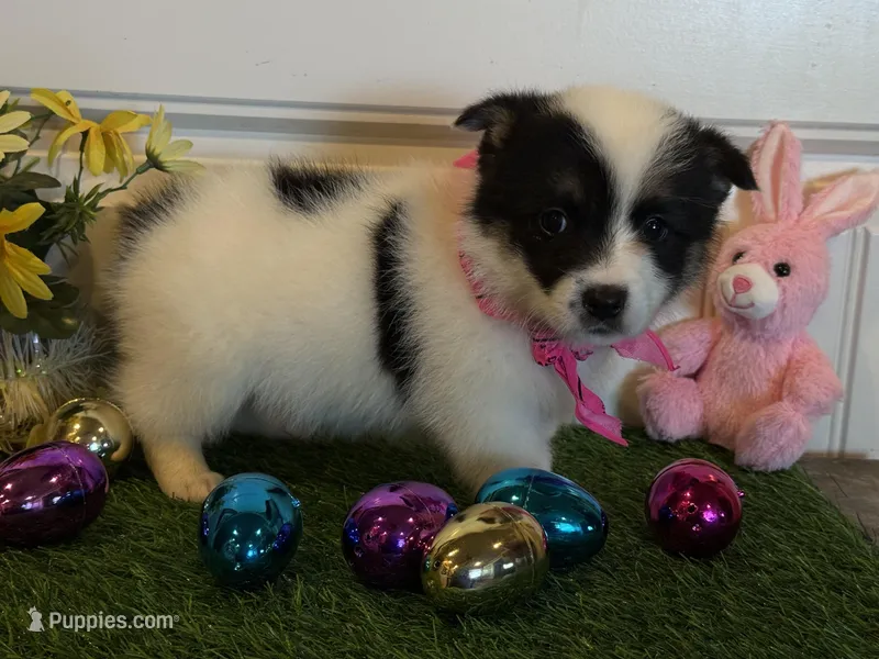 Sadie – Pembroke Welsh Corgi, Miniature Australian Shepherd puppy for sale in Lawton, OK
