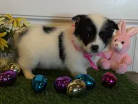 Sadie, a female Pembroke Welsh Corgi and Miniature Australian Shepherd for sale in Lawton, OK – Photo 1 of 7