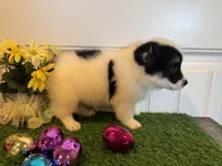 Sadie, a female Pembroke Welsh Corgi and Miniature Australian Shepherd for sale in Lawton, OK – Photo 7 of 7