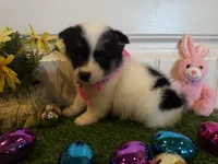 Sadie, a female Pembroke Welsh Corgi and Miniature Australian Shepherd for sale in Lawton, OK – Photo 6 of 7