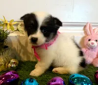 Sadie, a female Pembroke Welsh Corgi and Miniature Australian Shepherd for sale in Lawton, OK – Photo 3 of 7