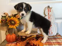 Jase, a male Pembroke Welsh Corgi and Miniature Australian Shepherd for sale in Lawton, OK – 4 of 5
