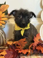 ACA Hailey, a female Cairn Terrier for sale in Lawton, OK – 1 of 8