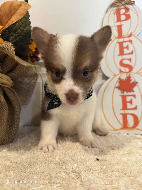 GiGI – Pembroke Welsh Corgi, Miniature Australian Shepherd puppy for sale in Lawton, OK
