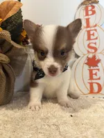 GiGI, a female Pembroke Welsh Corgi and Miniature Australian Shepherd for sale in Lawton, OK – 1 of 7