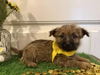 ACA Hazel, a female Cairn Terrier for sale in Lawton, OK – 4 of 8
