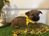 ACA Hazel, a female Cairn Terrier for sale in Lawton, OK – 6 of 8