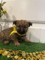 ACA Hazel, a female Cairn Terrier for sale in Lawton, OK – 2 of 8