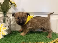 ACA Hazel, a female Cairn Terrier for sale in Lawton, OK – 5 of 8