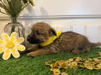 ACA Hazel, a female Cairn Terrier for sale in Lawton, OK – 7 of 8