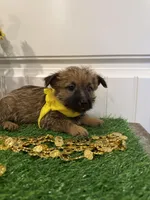 ACA Hazel, a female Cairn Terrier for sale in Lawton, OK – 3 of 8