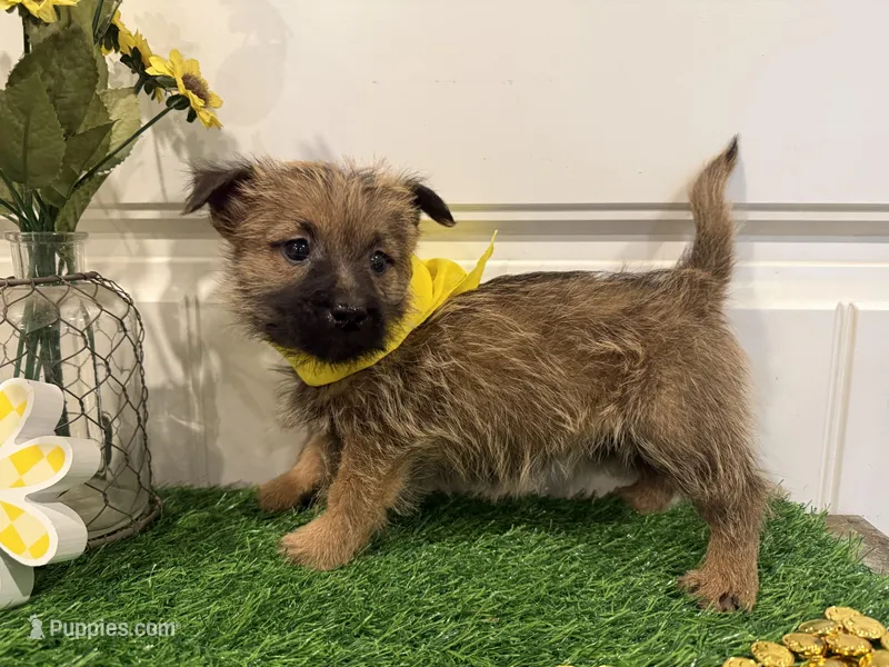 ACA Hazel – Cairn Terrier puppy for sale in Lawton, OK