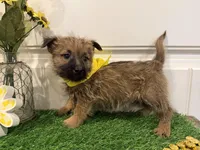 ACA Hazel, a female Cairn Terrier for sale in Lawton, OK – 1 of 8