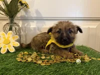 ACA Hazel, a female Cairn Terrier for sale in Lawton, OK – 8 of 8