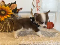 GiGI, a female Pembroke Welsh Corgi and Miniature Australian Shepherd for sale in Lawton, OK – 5 of 7