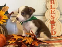 Jessie, a male Pembroke Welsh Corgi and Miniature Australian Shepherd for sale in Lawton, OK – 6 of 6