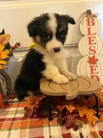 Jayla, a female Pembroke Welsh Corgi and Miniature Australian Shepherd for sale in Lawton, OK – 6 of 8
