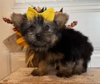 Jazzi, a female Morkie for sale in Lawton, OK – 4 of 7