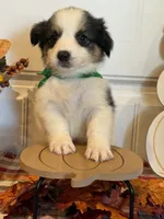 Jorge, a male Pembroke Welsh Corgi and Miniature Australian Shepherd for sale in Lawton, OK – 2 of 6