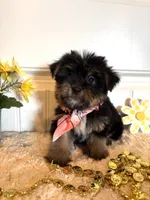 Misty, a female Morkie for sale in Lawton, OK – 7 of 7