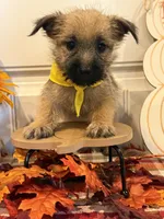 ACA Holley, a female Cairn Terrier for sale in Lawton, OK – 4 of 6